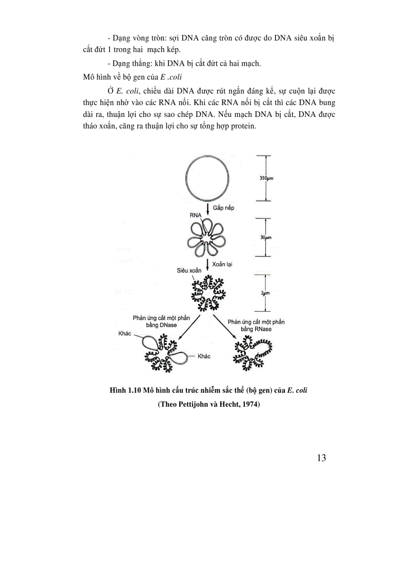 image for page Di truyền học