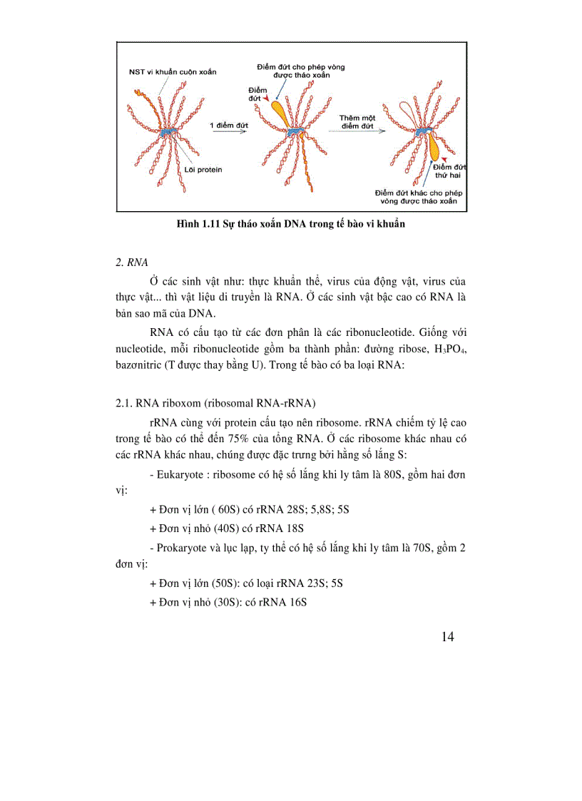 image for page Di truyền học