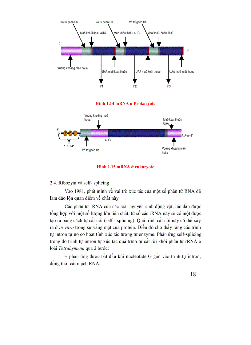 image for page Di truyền học