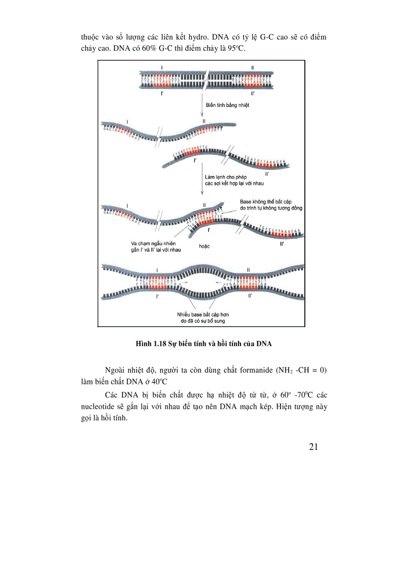 image for page Di truyền học