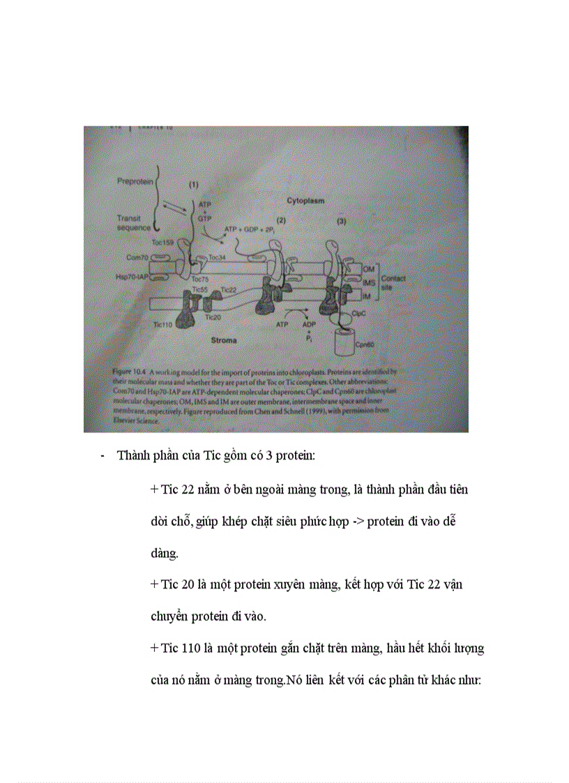 image for page Di truyền học quá trình lắp ráp và sự điều chỉnh của hệ thống quang hợp