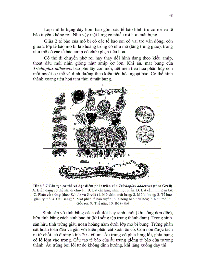 image for page Dong vat can da bao