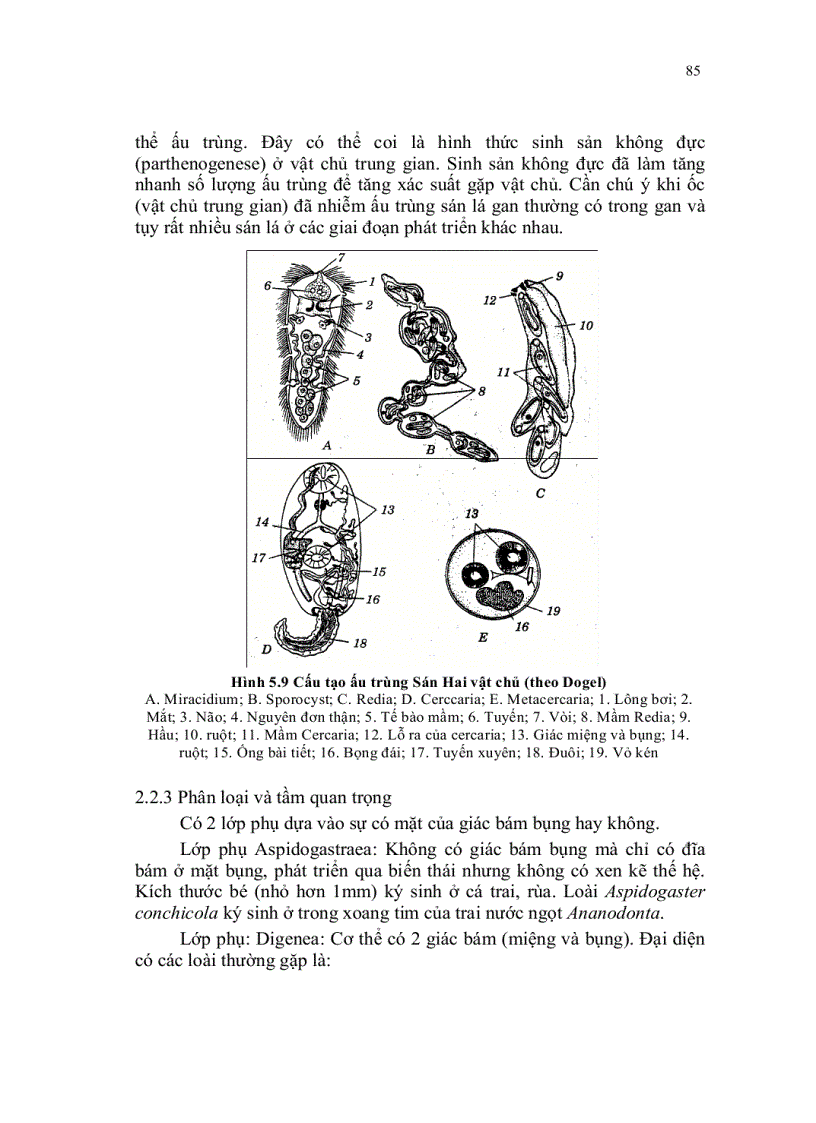 image for page Dong vat khong co the xoang