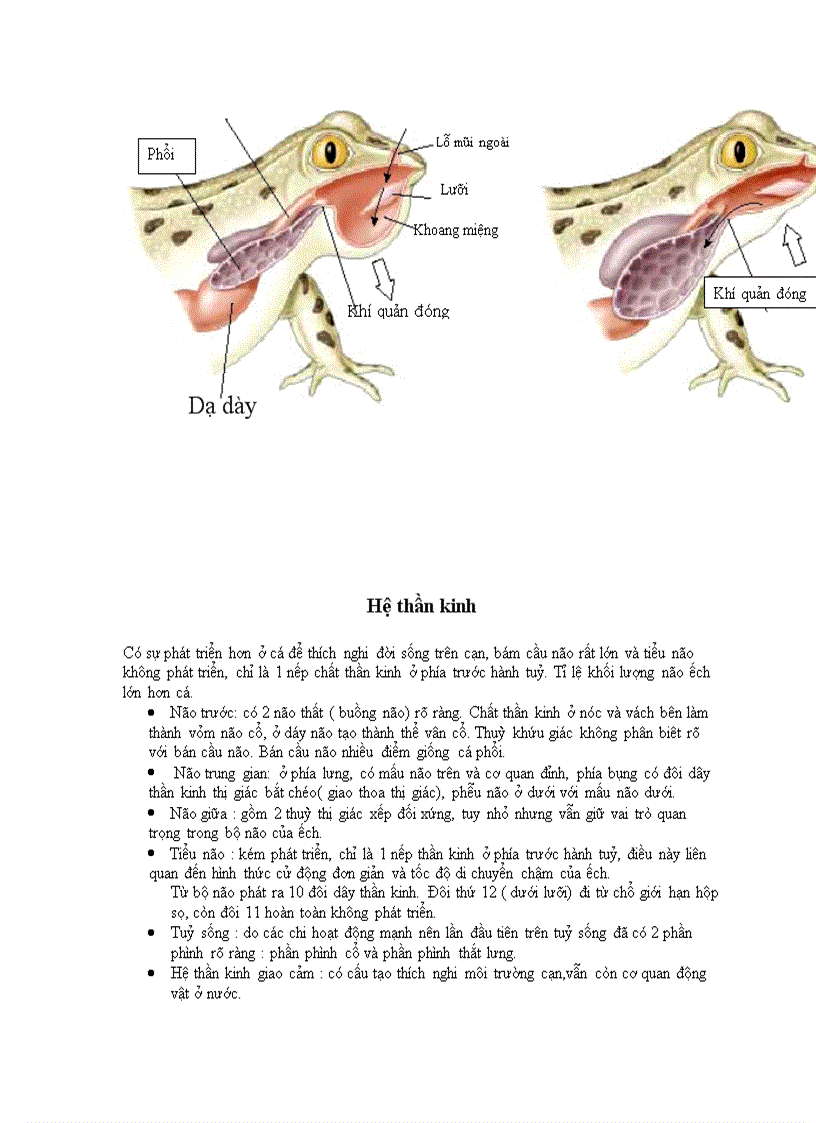 image for page Ech dong