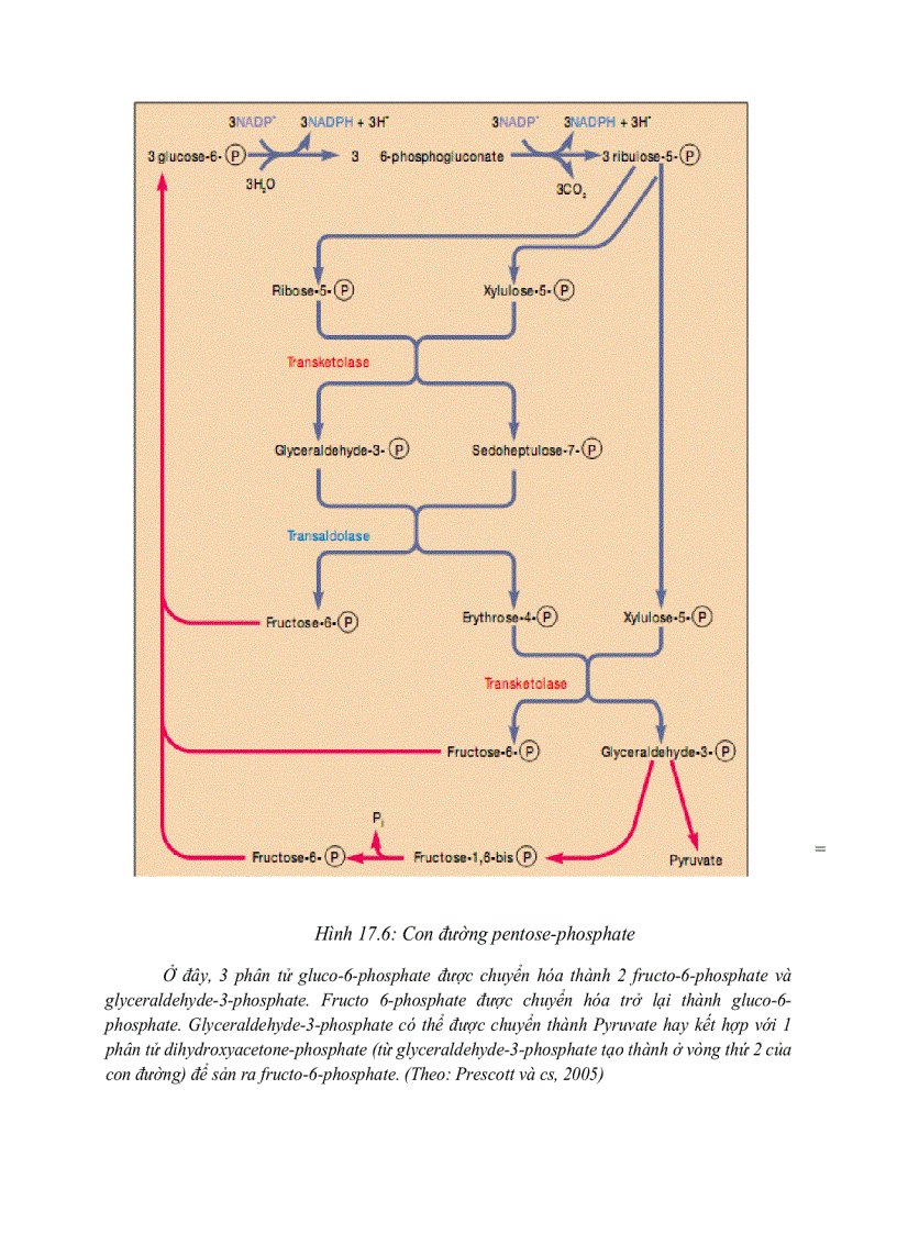 image for page Giải phóng và bảo tồn năng luong của cây xanh