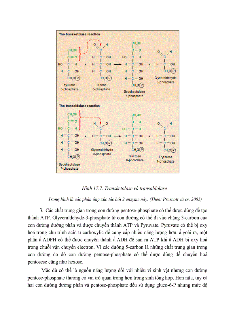 image for page Giải phóng và bảo tồn năng luong của cây xanh