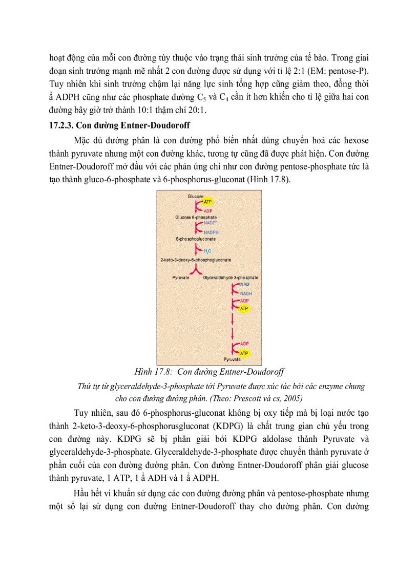 image for page Giải phóng và bảo tồn năng luong của cây xanh