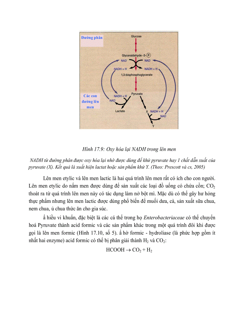 image for page Giải phóng và bảo tồn năng luong của cây xanh