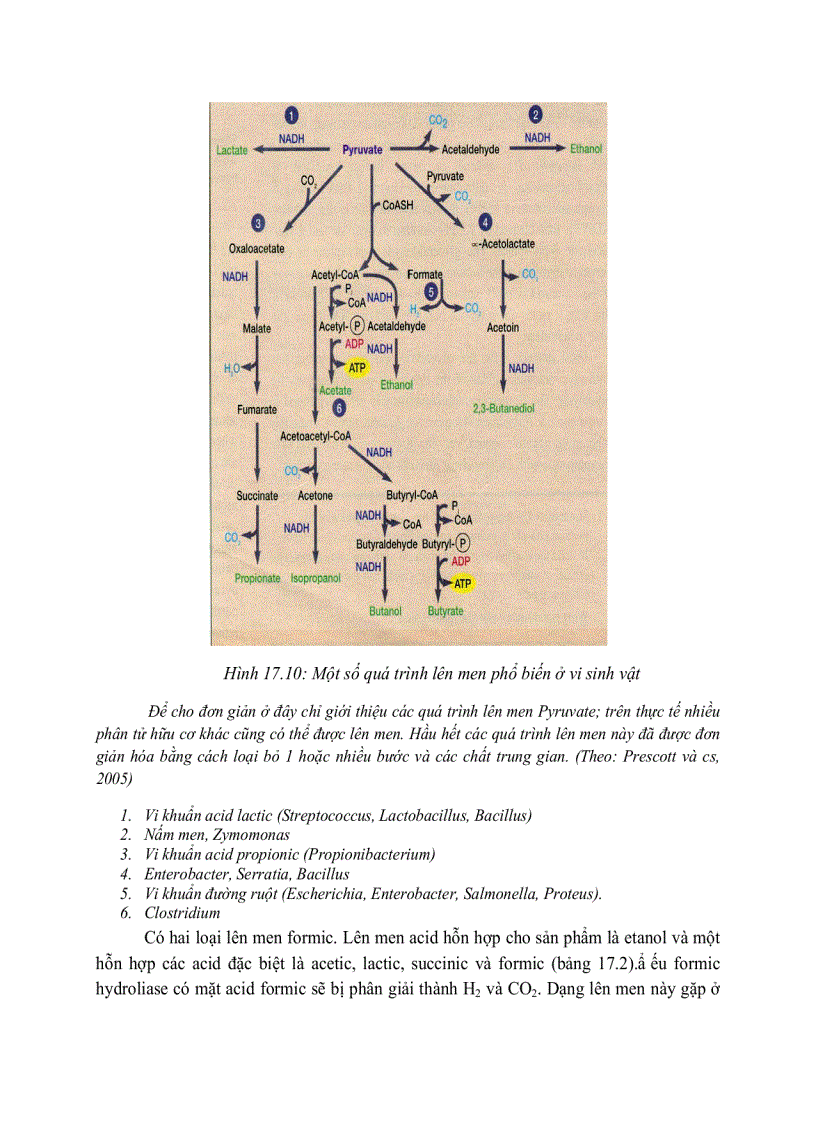 image for page Giải phóng và bảo tồn năng luong của cây xanh