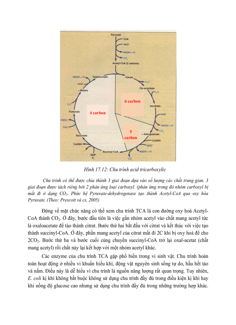 image for page Giải phóng và bảo tồn năng luong của cây xanh