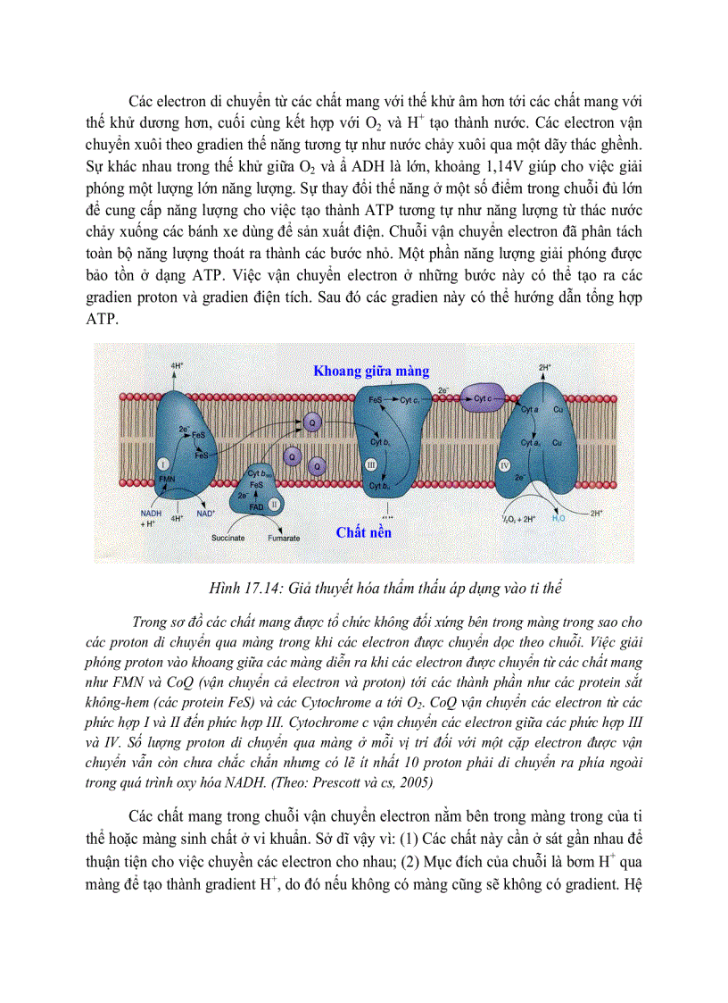 image for page Giải phóng và bảo tồn năng luong của cây xanh