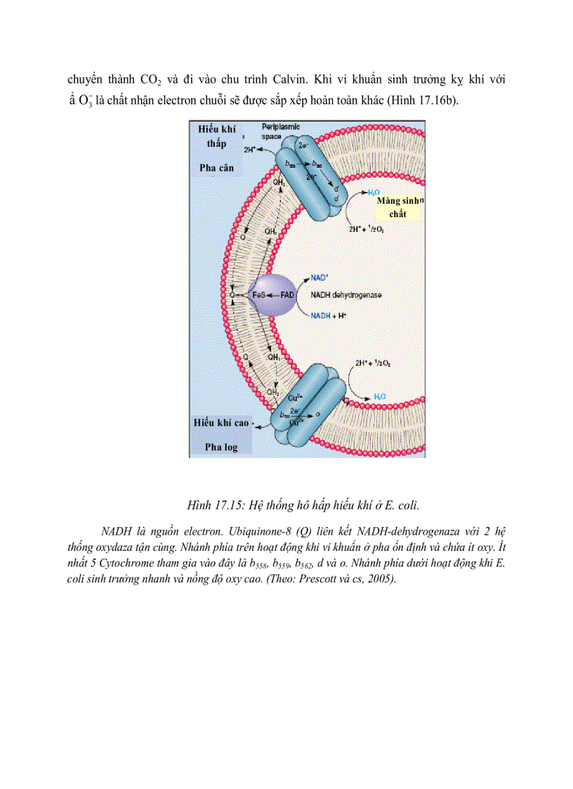 image for page Giải phóng và bảo tồn năng luong của cây xanh