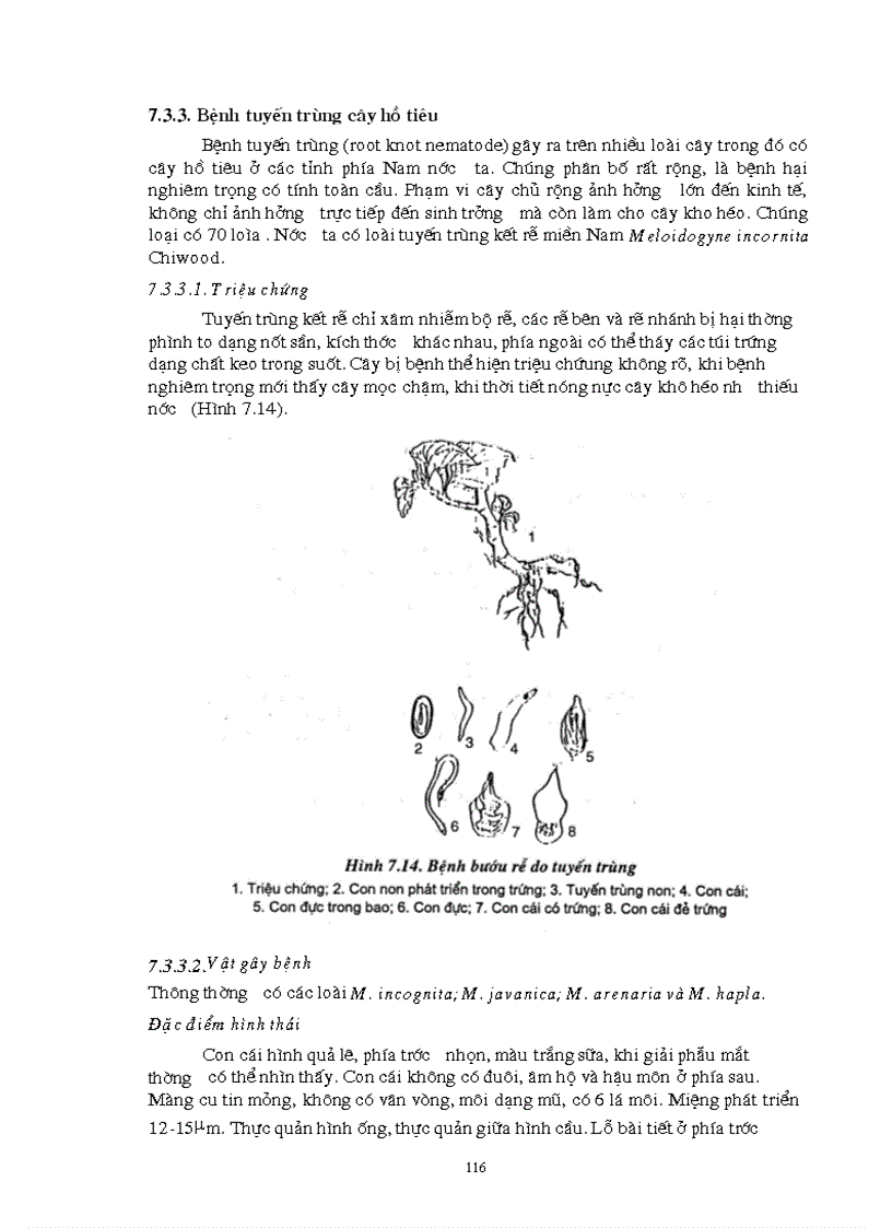 image for page Giao trinh Con trung NLN