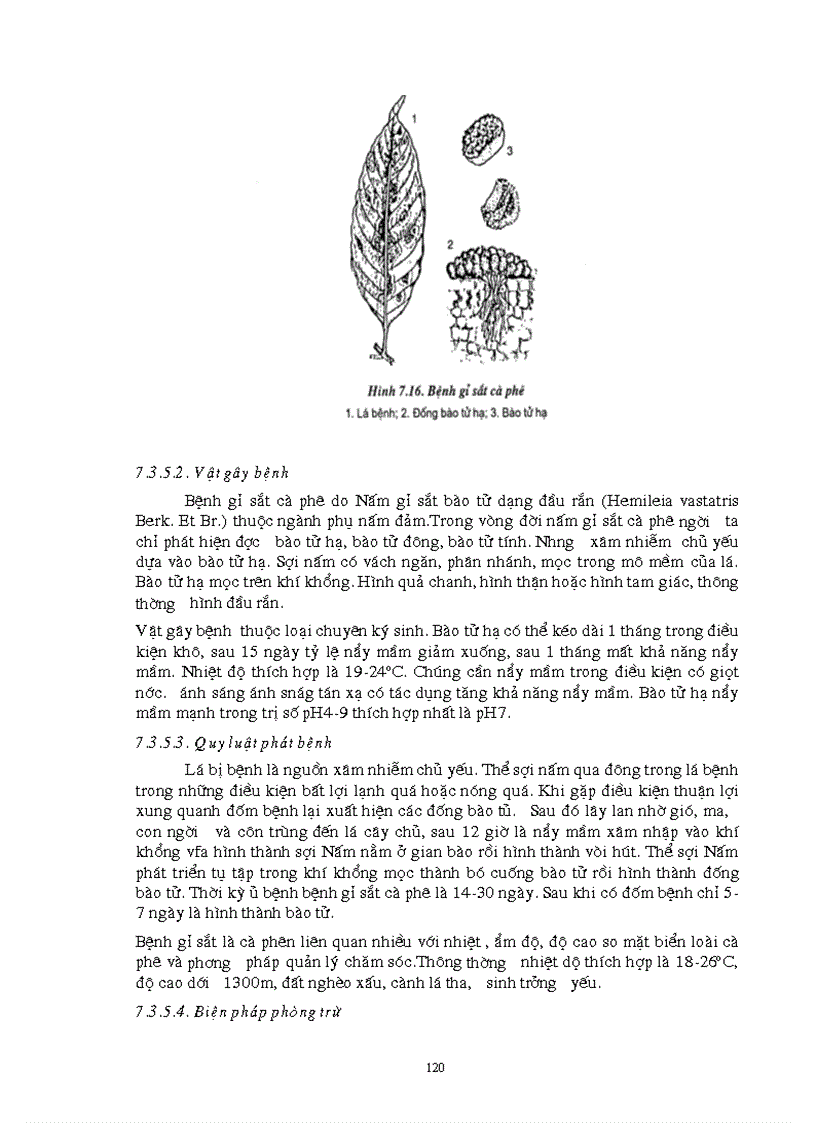 image for page Giao trinh Con trung NLN