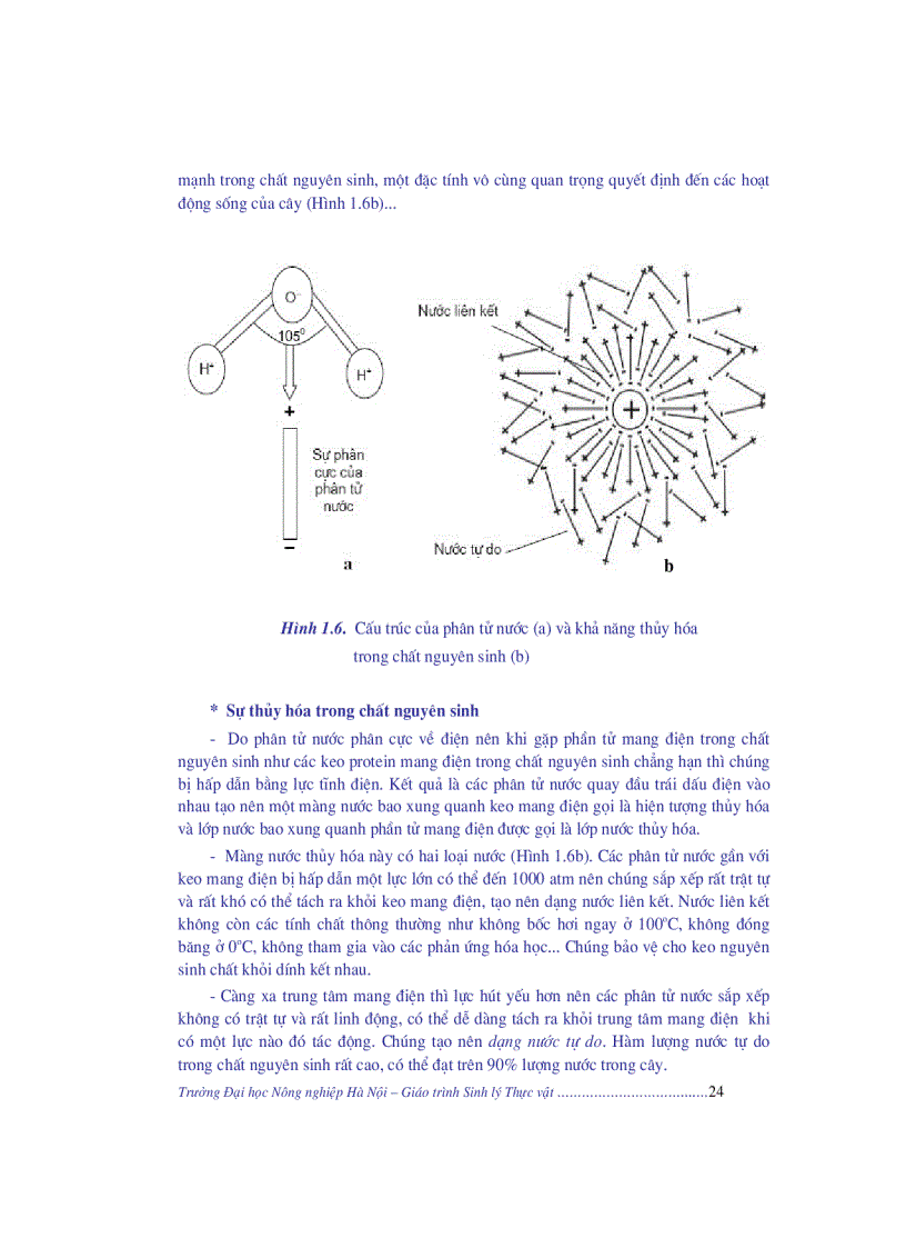 image for page Giao trinh sinh li thuc vat