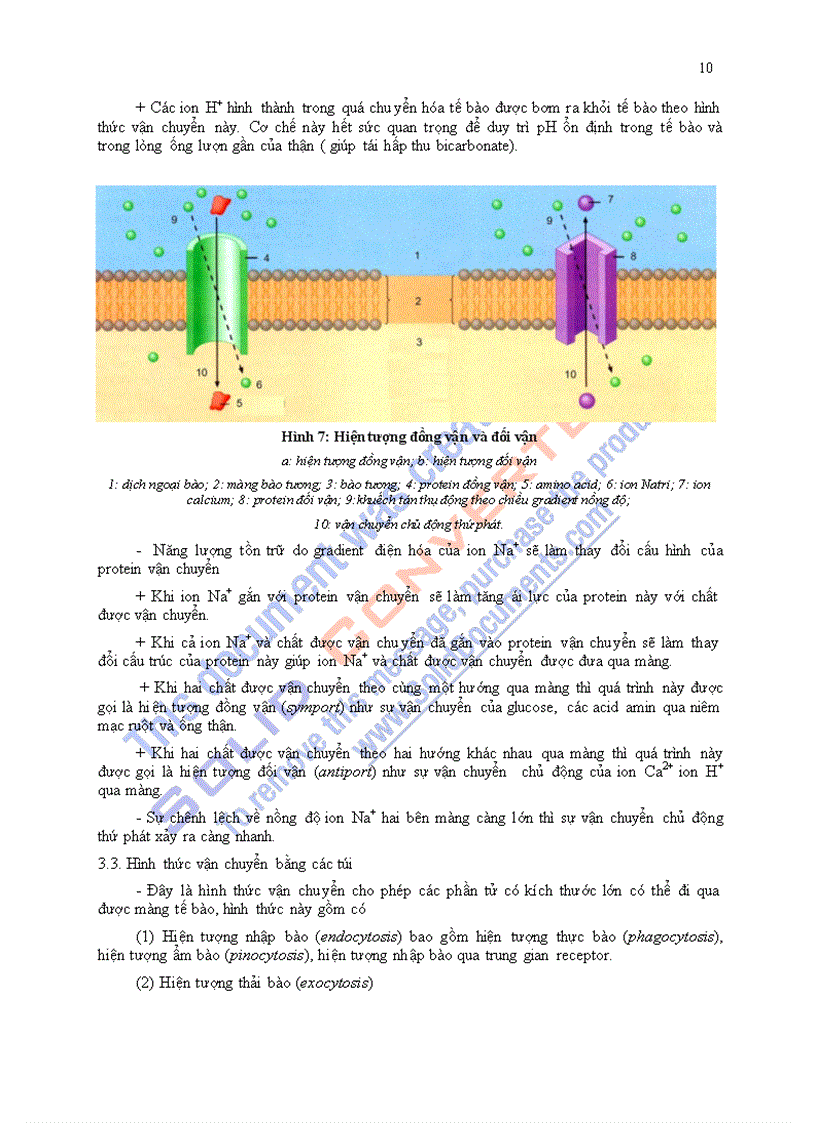image for page Giáo trình sinh lý học chương 1