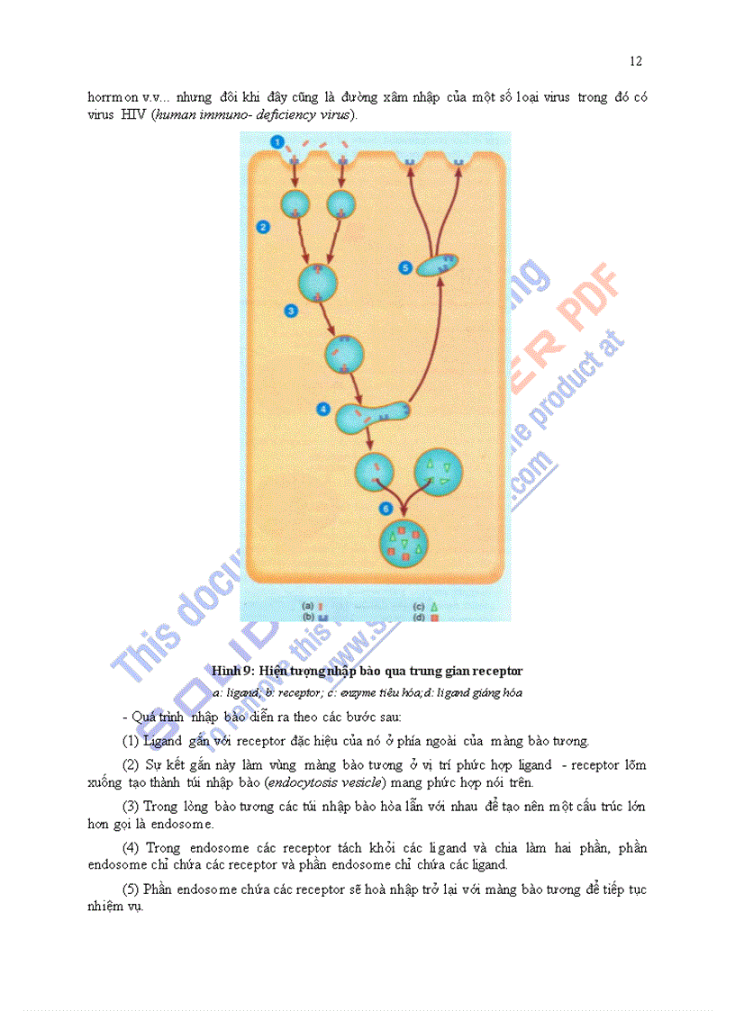 image for page Giáo trình sinh lý học chương 1