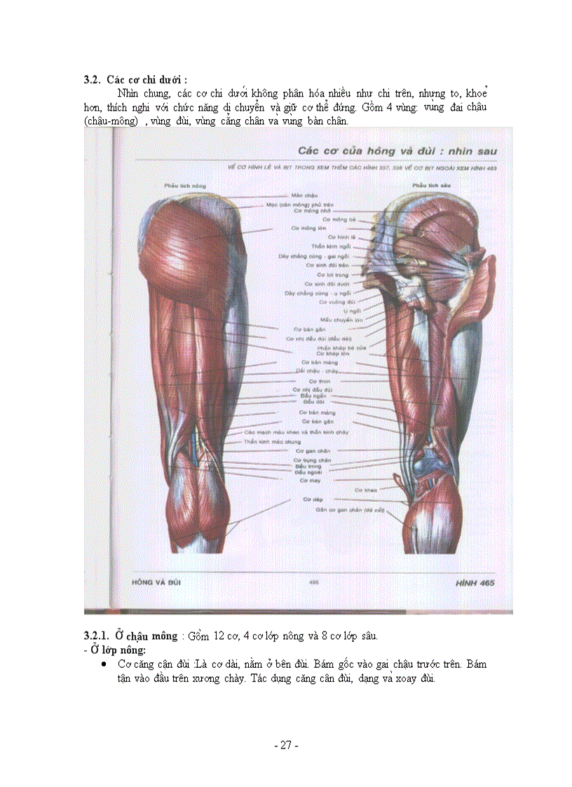 image for page Hệ cơ