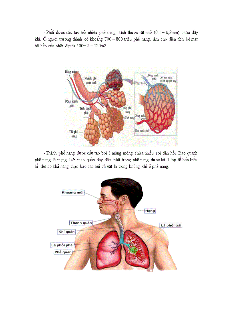 image for page Hô hấp