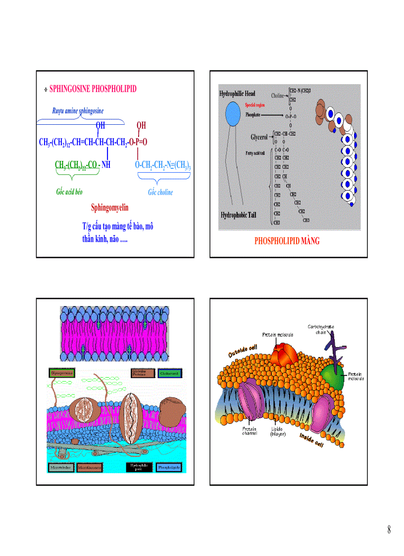 image for page Hoa sinh hoc
