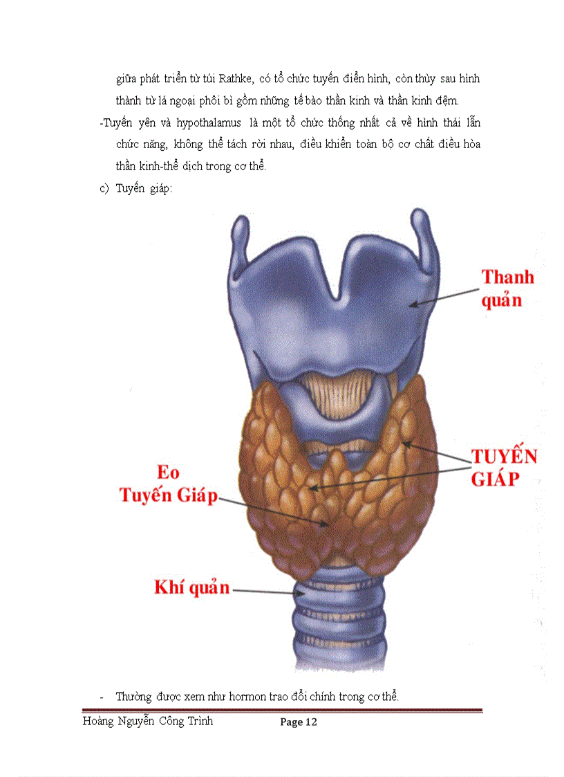 image for page Hormon tác dụng lên phản ứng phản xạ
