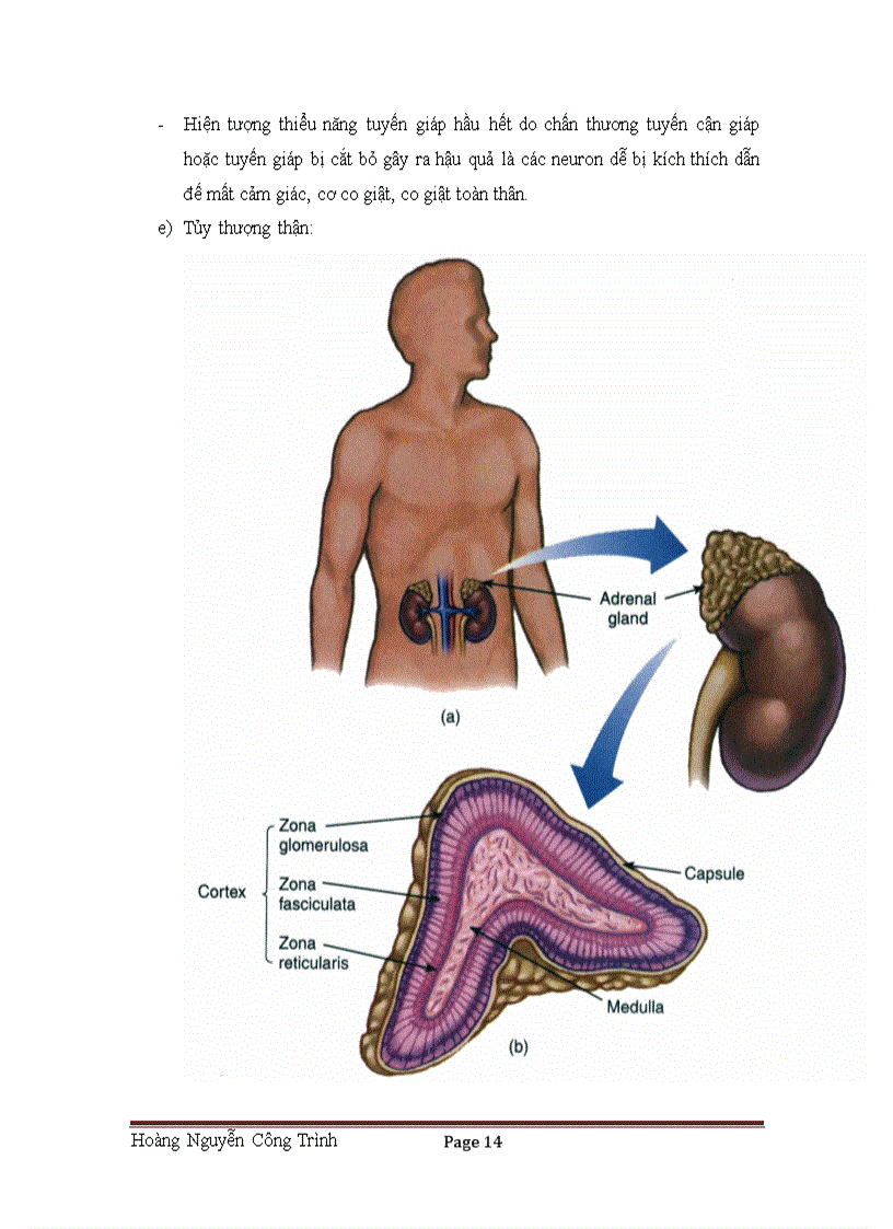 image for page Hormon tác dụng lên phản ứng phản xạ