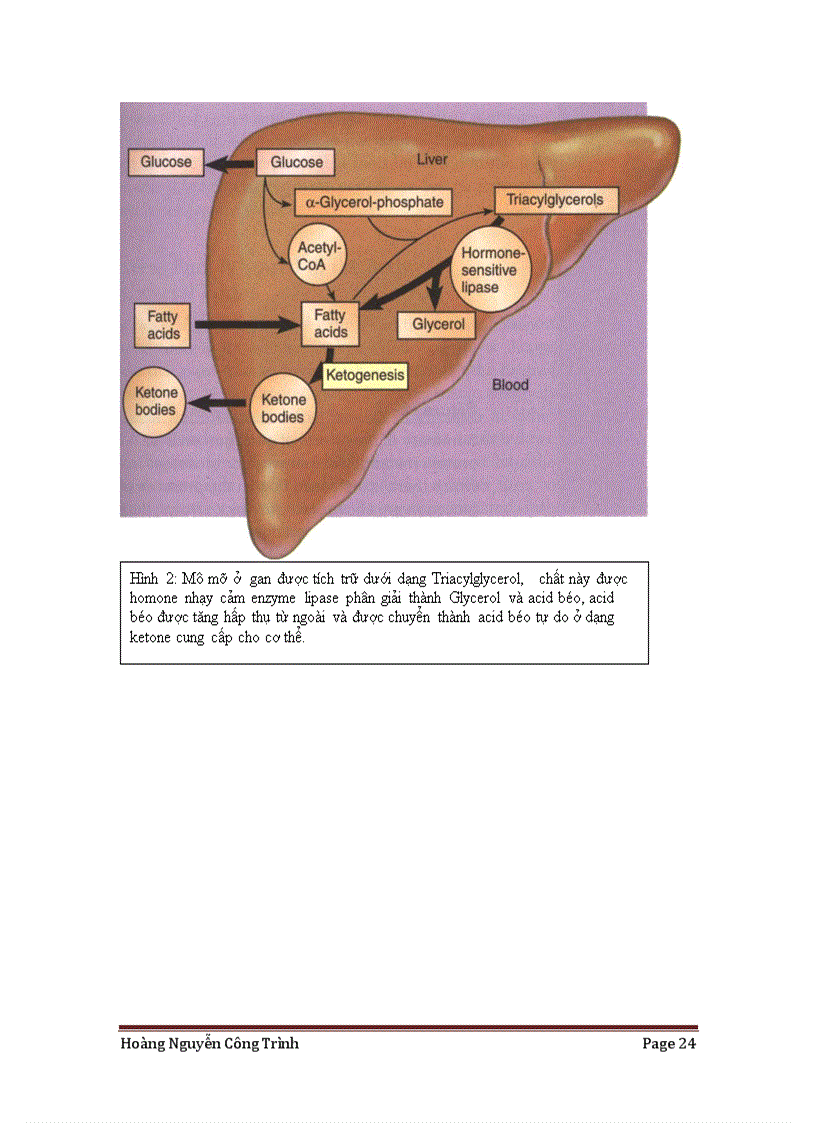 image for page Isulin