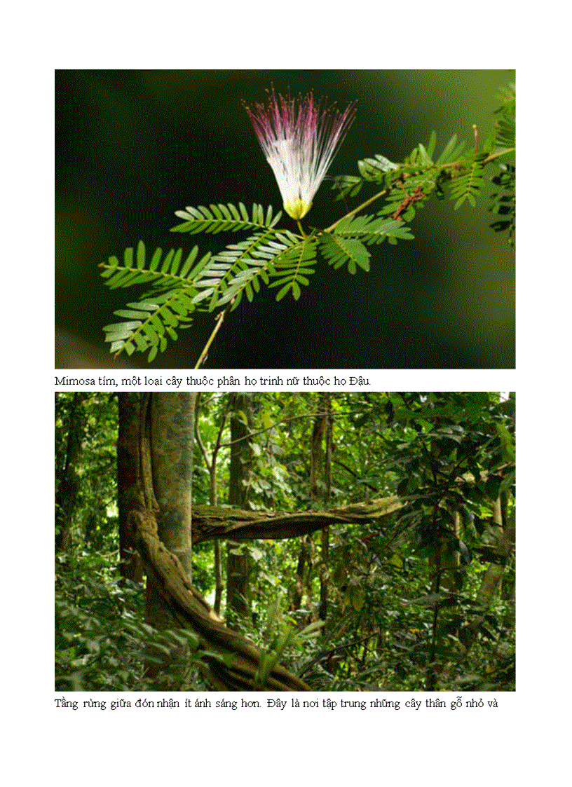 image for page K14S1 nhóm 4 tổ 4 bài 2 bài thu hoạch tiến hóa