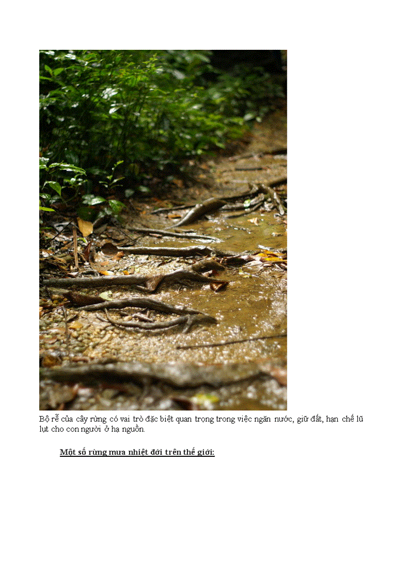 image for page K14S1 nhóm 4 tổ 4 bài 2 bài thu hoạch tiến hóa