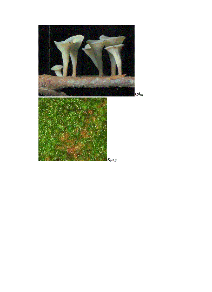 image for page K14S1 nhóm 4 tổ 4 bài 2 bài thu hoạch tiến hóa