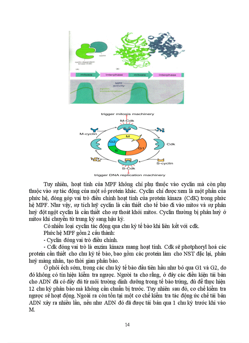 image for page Kỹ thuật gen