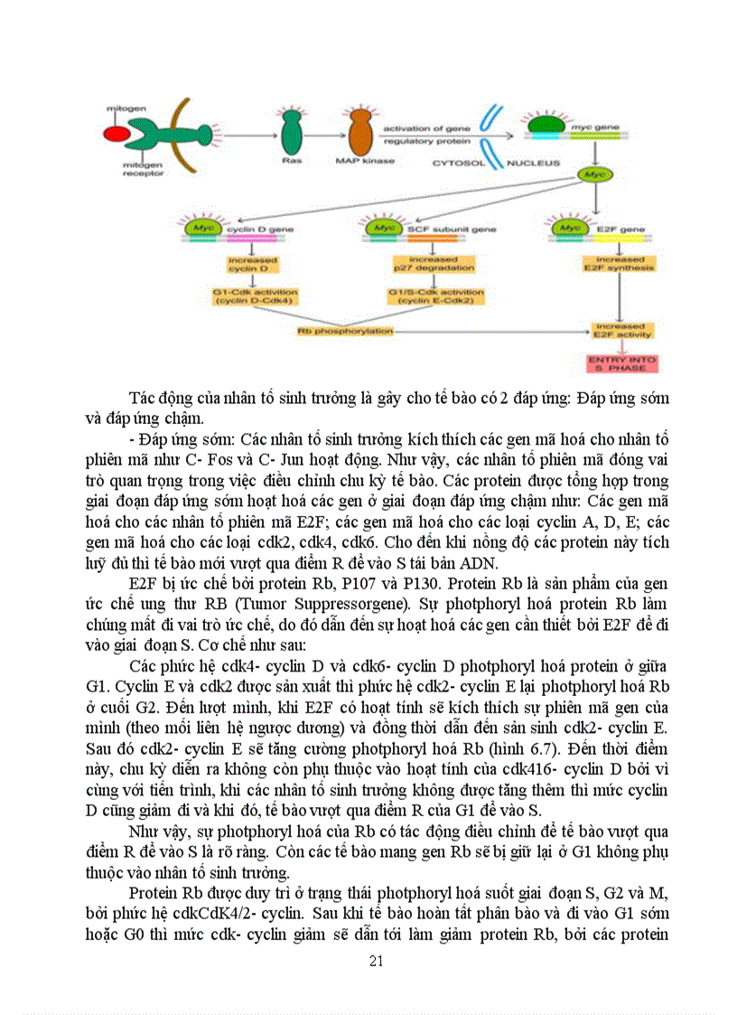 image for page Kỹ thuật gen