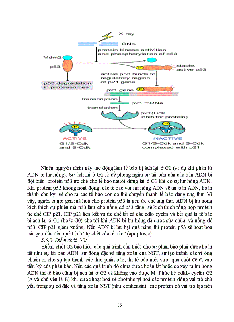 image for page Kỹ thuật gen