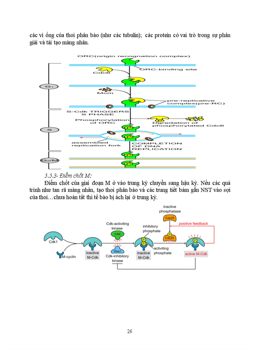 image for page Kỹ thuật gen