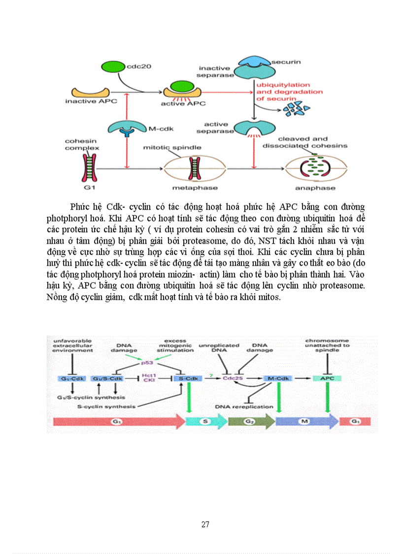 image for page Kỹ thuật gen