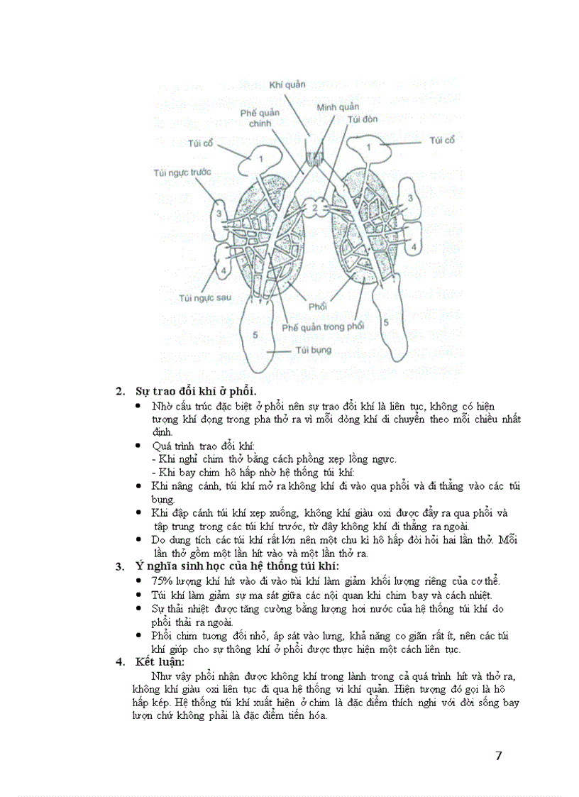image for page Lớp chim