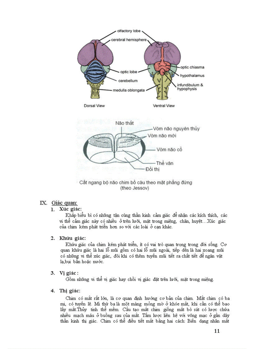 image for page Lớp chim