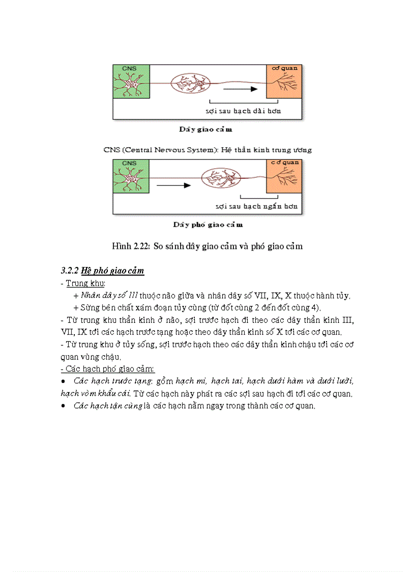 image for page Mô tế bào
