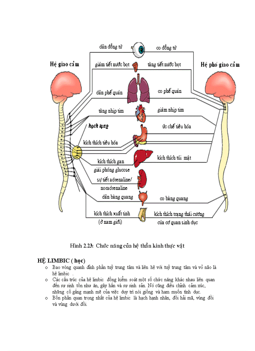 image for page Mô tế bào