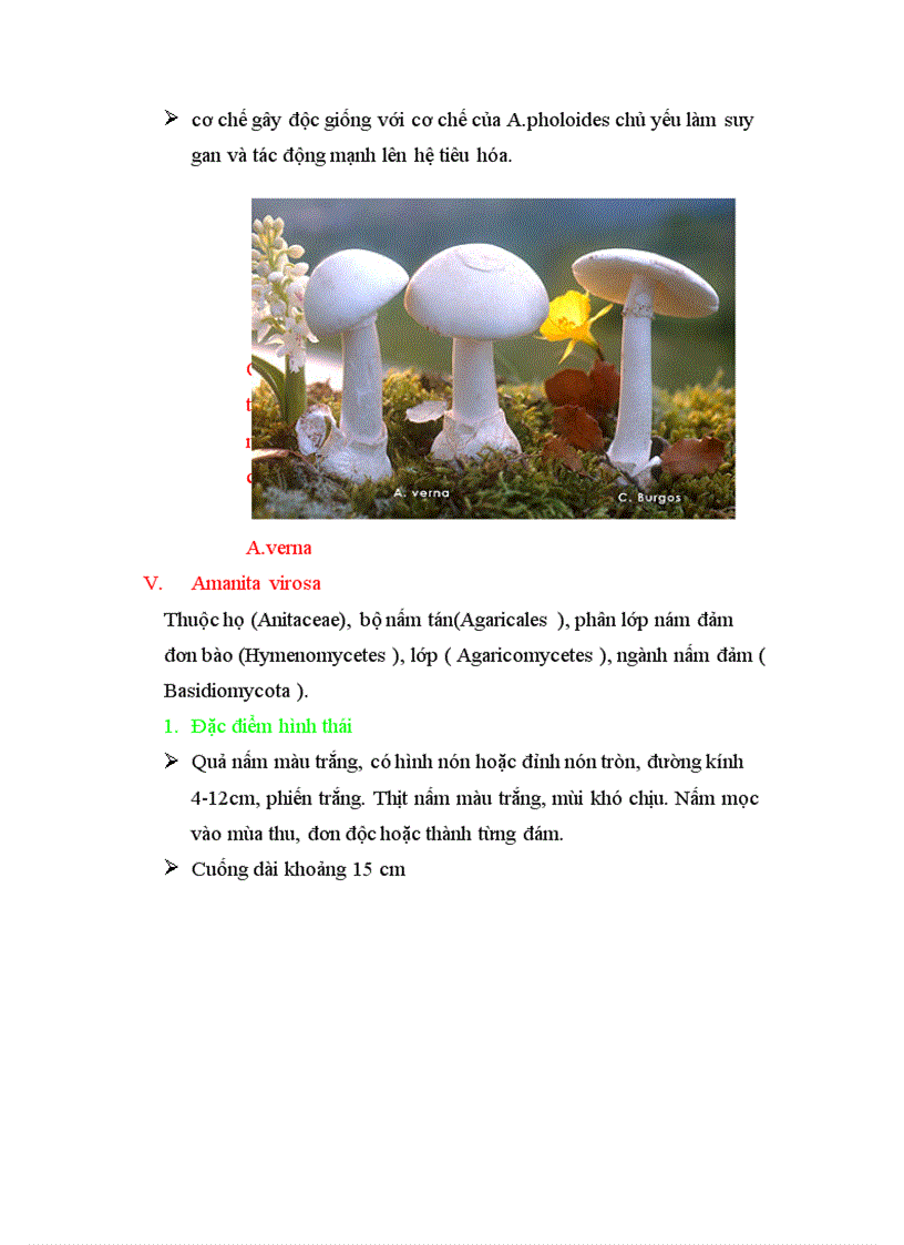 image for page Mot so loai nem doc