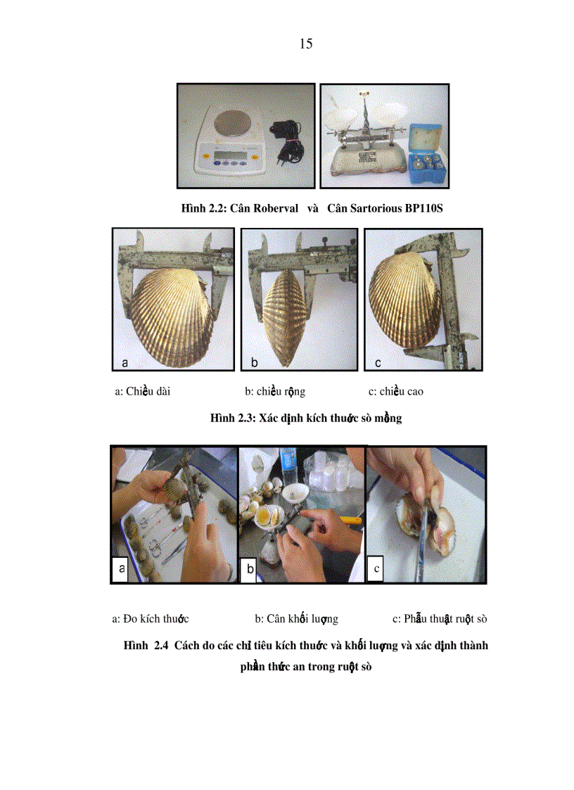 image for page Nghiên cứu đặc điểm sinh học sinh sản và tiến hành thử nghiệm sinh sản nhân tạo sò mồng Váticadium flavum