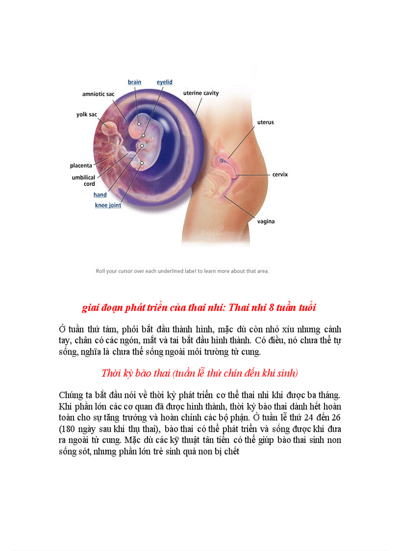 image for page Quá trình phát triển của thai nhi