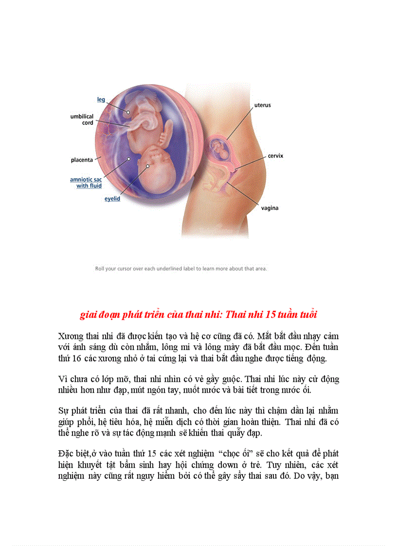 image for page Quá trình phát triển của thai nhi