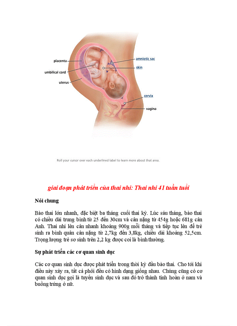 image for page Quá trình phát triển của thai nhi