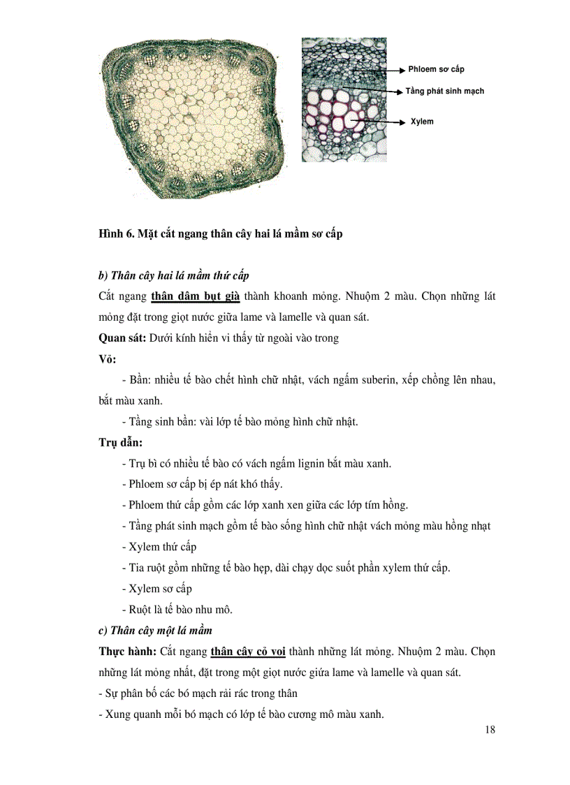 image for page Sinh lý thực vật