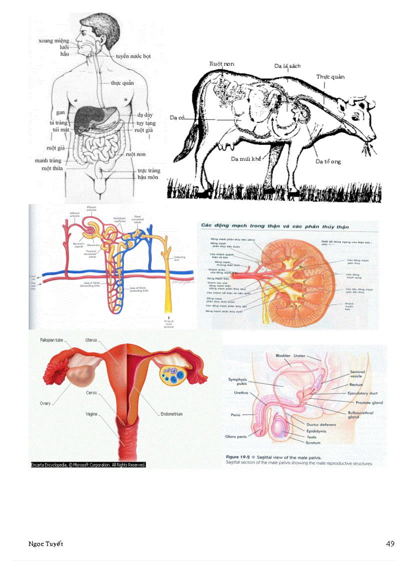 image for page Sinh học đại cương A 2 P2