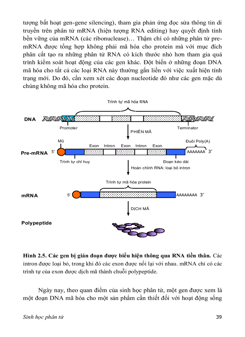 image for page Sinh hoc phan tu 2