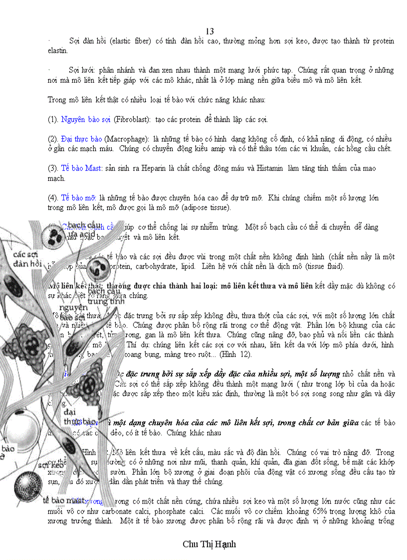 image for page Sự phát triển phôi