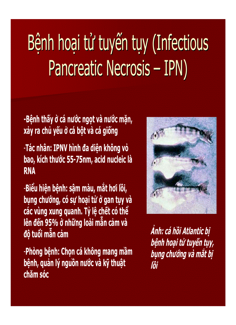 image for page Tai lieu