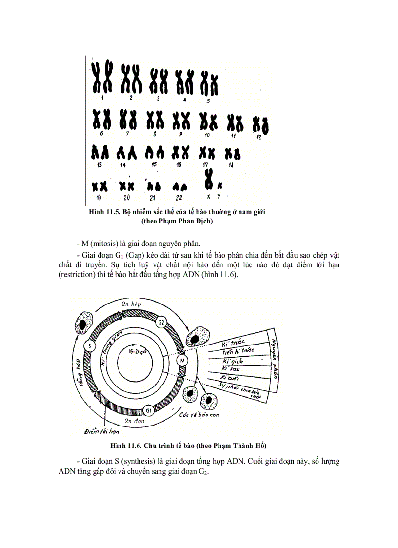 image for page Tế bào học 10